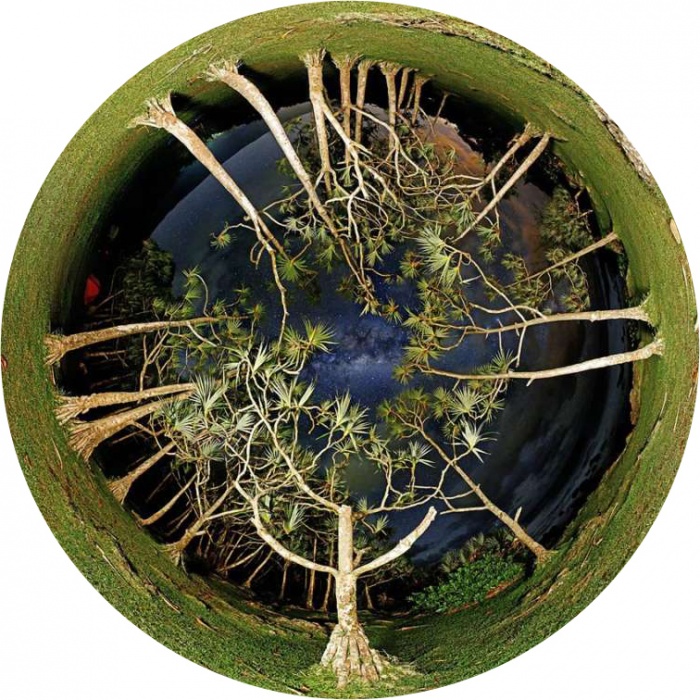 Arbre vu de dessus dans un puits en cercle, branches et racines symétriques, eau sombre au centre